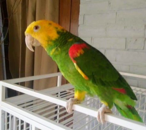 Crazy4birds Parrot Rescue - Mayville, MI