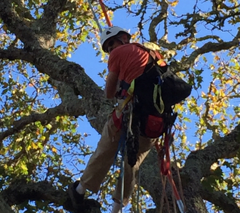 Dreamscape Gardening & Tree Service - Davis, CA