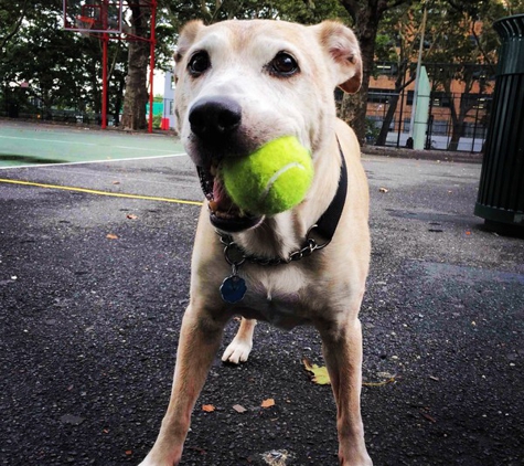 Swifto Dog Walking Hudson Square - New York, NY