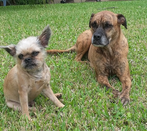 Doggies Gone Wild - Doral, FL