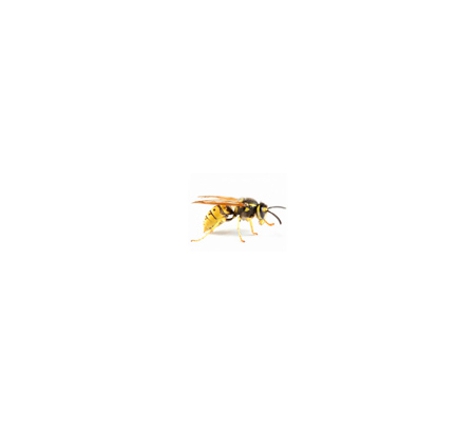 All Year Pest Solutions