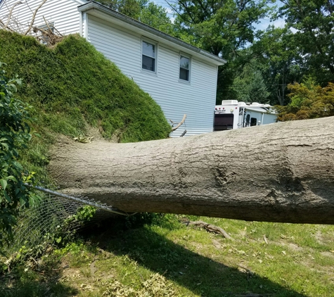 Big Timber Tree Service LLC - Marlton, NJ