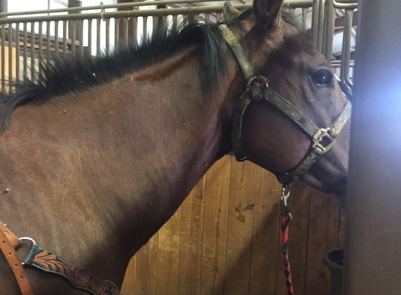 Brigadoon Stables, LLC - Lubbock, TX. Horse in my halter he stole stirs up over night. Photo taken at 7:30 am