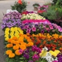 All Seasons Flowers and Produce