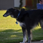 Angelic Canines Dog Training