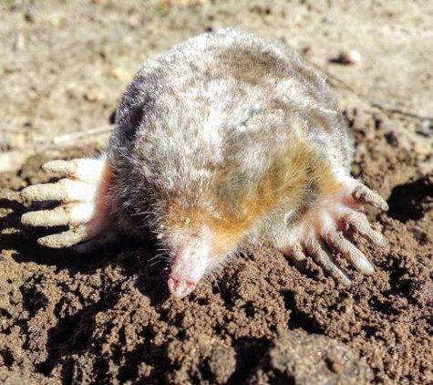 Lovelace Wildlife Control - Sand Springs, OK