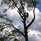 Schwans Tree Care