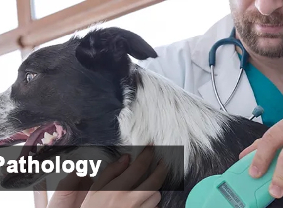 Mylonas & O'Callaghan Vet Hospital - Blacktown, NSW. Pathology