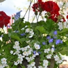 Gazebo & Garden Greenhouse gallery