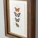 Newburyport Framers - Picture Frames