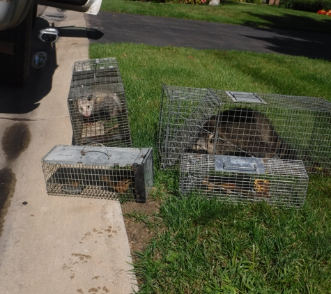 Sullivan's Nuisance Animal Control - Ortonville, MI