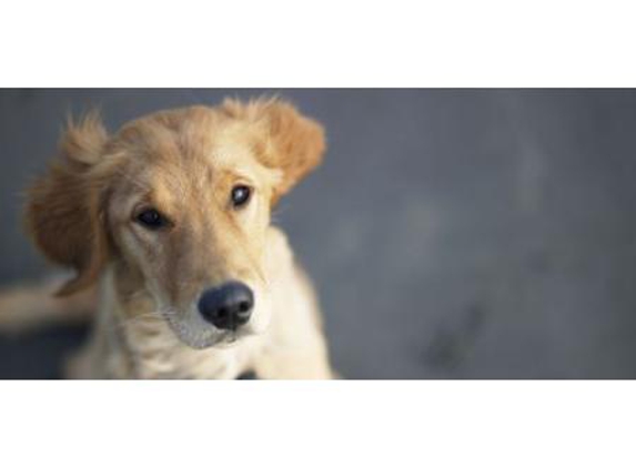 Oxenford Veterinary Surgery - Oxenford, QLD