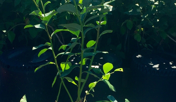 Blueberry Hill Farms & Nursery - Clinton, NY