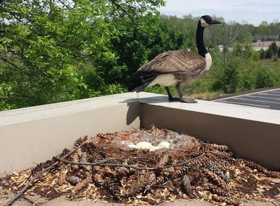 Stalk and Awe Geese Management Services - Springboro, OH