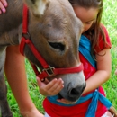 Critter Caravan Inc - Pony Rides
