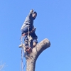 Done Right Tree Service gallery