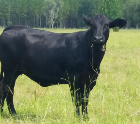 Dixie County Cattle Incorporated - Old Town, FL