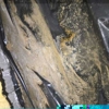 Balor Restoration gallery