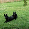 Vonissk German Shepherd Dogs gallery