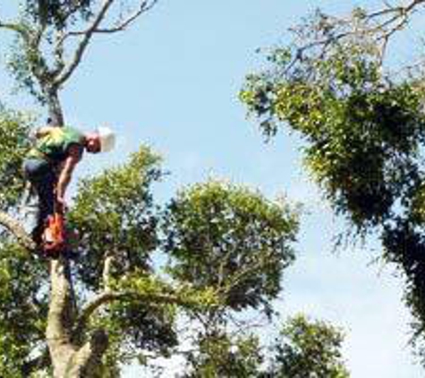 Tree Medic Tree Surgeons Inc - Saint Augustine, FL