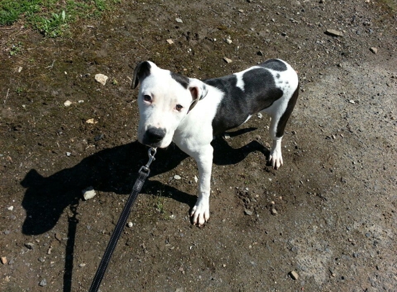 Wayne Animal Shelter - Wayne, NJ