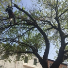 Tarzan Tree Removal