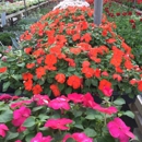 Sue's Flower & Garden Center - Nurseries-Plants & Trees