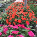 Sue's Flower & Garden Center - Greenhouses