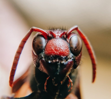 Total Pest Control - Shepparton, VIC
