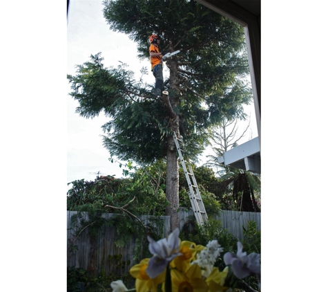 Total Tree Management - Kingston, TAS