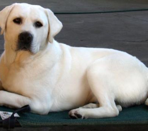 Labs To Love - Lakeside, CA. LabsToLove Grandson of our AKC Champion