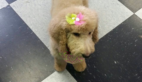 Hippie Hounds Dog Grooming and Training - Indianapolis, IN