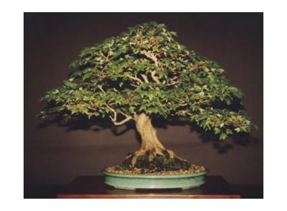 Ray Nesci Bonsai Nursery - Dural, NSW