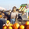 Pa's Pumpkin Patch gallery