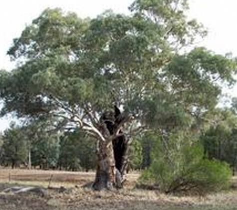 Arborman - Tree Solutions - Port Adelaide, SA