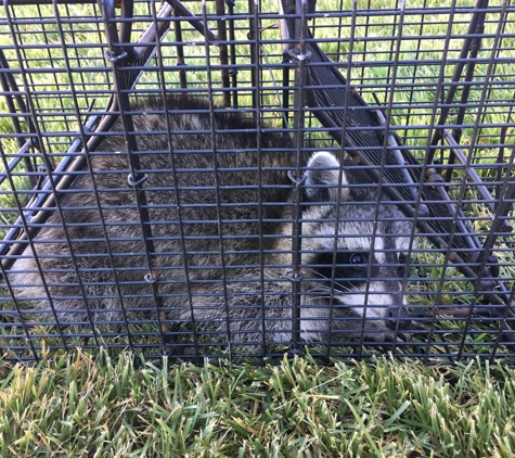 Aces Wildlife Removal - Imperial, MO