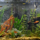 Northeast Kingdom Aqua Care - Aquariums & Aquarium Supplies-Leasing & Maintenance