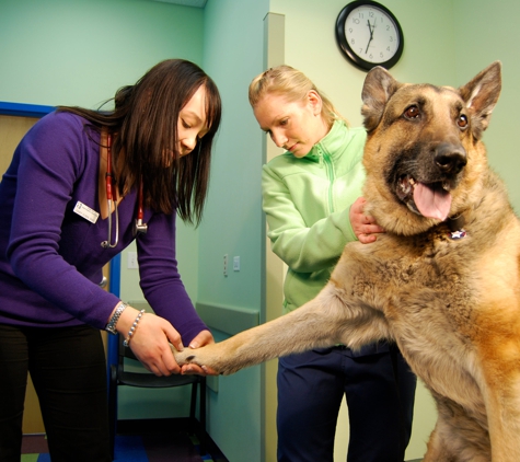 Portage Park Animal Hospital & Dental Clinic - Chicago, IL