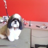 Pampered Pups Pet Grooming gallery