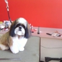 Pampered Pups Pet Grooming