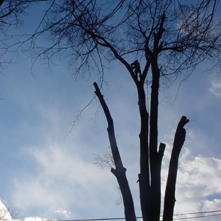 Black's Tree And Landscape - Quakertown, PA