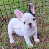 Premier French Bulldogs gallery