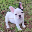 Premier French Bulldogs - Pet Breeders