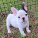 Premier French Bulldogs