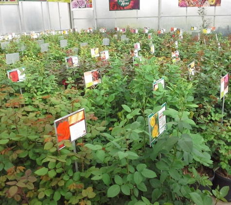 Coulter Gardens & Nursery - Amarillo, TX. Hybirid Tea, Floribunda, Climbing, grandaflora, Shrub, Carpet, Tree and Miniture