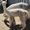 Sawdust Alpacas gallery