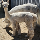 Sawdust Alpacas