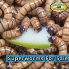 Crickets & Worms For Sale