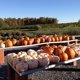 Hollabaugh Brothers Fruit Farm