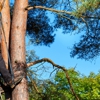 Td's Tree Service gallery